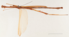 CollectionObject 1561537; 46e2a3b8-f6de-4edc-b637-ee6946c6febd: copyright NHRS, Stockholm. male (holotype). (CollectionObject).
