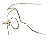 Batrachidea mucronata (Saint-Fargeau & Serville, 1825): Pl. 13, Fig. 4a. part of head and pronotum, lateral view. (Otu).