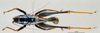 CollectionObject 1534472; e0ed2c48-dc6e-4c92-a328-01df0f68ad7b: male, dorsal view (holotype). (CollectionObject).