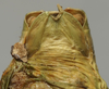 CollectionObject 1535210; 39ae5b37-f54f-4a6e-9ef5-258c15636ab3: male subgenital plate (syntype). (CollectionObject).