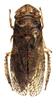 Habitus, dorsal view: !! display not done !! on Ledra Fabricius, 1803: Ledra aurita. (Observation).