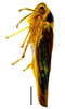 Habitus, dorsal view: !! display not done !! on Scopogonalia subolivacea (Stål, 1862): Specimen from Parque Nacional do Itatiaia, Southeastern Brazil, by C. M. F. Silva 2014. (Observation).