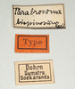 CollectionObject 1560709; 71a31e01-2952-4073-b56a-793134ecc899: copyright MIZ, Warsaw. male, data labels (holotype). (CollectionObject).