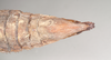 CollectionObject 1558863; NHMUK(SF IMPORT DUPLICATE) 845209, e263b155-b331-4145-9ff8-582cdac82582: copyright Natural History Museum, London. female: end of abdomen, ventral view of Heteropteryx dehaanii (holotype). (CollectionObject).