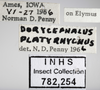 Other on Attenuipyga (Dorycara) platyrhynchus (Osborn, 1894): Labels - Female. Labels for the female adult specimen. (Observation).