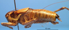 CollectionObject 1479238; e3bdfd03-41b6-48e1-aa69-d1b6419e755a: male, lateral view (paratype). (CollectionObject).