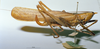 CollectionObject 1541565; 88f2e4a5-824a-4fb0-8a09-901a289f1a04, MNHN3225815: female, lateral view. (CollectionObject).