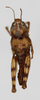 CollectionObject 1528784; c05adbe6-db06-4e9f-892e-36089512ac6e: female, dorsal view (holotype). (CollectionObject).