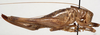 CollectionObject 1527245; f28abc11-03bb-44c0-b059-444f7a342e94: female, lateral view (paratype). (CollectionObject).