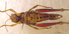 CollectionObject 1521449; cdb4f10a-c247-4ca9-b937-3c2f7533b4ff: female, ventral view (allotype). (CollectionObject).