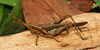 CollectionObject 2279434; ee7e3461-91d8-4a0a-a07d-3a358fbdbd1c, Unioeste Cascavel K-1308: Male, in vivo, lateral view. Aptoceras iguassuensis. (CollectionObject).
