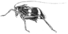 Veria colorata Walker, 1869: Pl. IV, Fig. 66. male habitus (Alphopteryx decemmaculata, pronotum length 7 mm, tegmina 17.5 mm). (Otu).