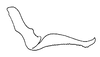 Stylus on Arapona vallea DeLong, 1979: Male holotype [OSU]: style, lateral view. (Observation).