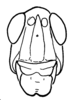 Aleuas paranensis Carbonell, 2008: Fig. 20C. male head, frontal view. (Otu).