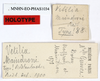 CollectionObject 1556981; 81c8cdfb-dfe3-4c0d-b73d-d7dd17604fa3: copyright MNHN, Paris. female, data labels (holotype). (CollectionObject).