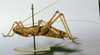 CollectionObject 1541594; 0ab50bf5-10d4-41a7-96c4-a74084e901e9, MNHN-EO-ENSIF845: male habitus lateral view (holotype). (CollectionObject).