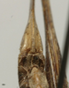 CollectionObject 1535994; 0135e7ad-417e-4968-ad7c-8543bef6b667: female subgenital plate (syntype). (CollectionObject).