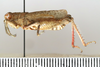 CollectionObject 1528691; b944cb21-38bf-41d0-922a-4393f09284e0: male, lateral view (holotype). (CollectionObject).