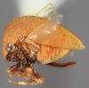 Habitus, lateral view on Amastris panamensis Broomfield, 1976: (Observation).