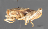 CollectionObject 1523818; 117d84d7-263b-4467-bf70-66124d9635cd: male, lateral view (holotype). (CollectionObject).