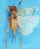 CollectionObject 1507142; 833b6803-5308-4770-abea-5a5066488905: female, dorsal view. (CollectionObject).