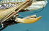 CollectionObject 1505279; aef2592e-ef58-45f5-91b8-dabf3a080155: female ovipositor (syntype). (CollectionObject).