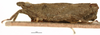 CollectionObject 1506807; fb83dfc6-fdb8-41b5-9481-c0a7f7286aa7: male, lateral view (holotype). (CollectionObject).