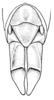 Karruia paradoxa Rehn, 1945: Fig. 4 (after type). female abdomen tip, dorsal view. (Otu).