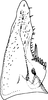 Subgenital plate, ventral view on Coganoa Dworakowska, 1976: Subgenital plate (C. lutescens Dwor.). (Observation).
