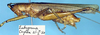 CollectionObject 1516750; 86beea72-08d6-4ace-80f5-16a703e23f6b: male (holotype). (CollectionObject).