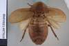 CollectionObject 1552784; NHMUK(SF IMPORT DUPLICATE) BMNH(E) 877109, f6214d10-85d6-4016-92ad-b1ec90a5bf4a: Copyright NHM, London. Holotype female of synonym Epilampra strigifrons, dorsal view. (CollectionObject).