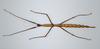 CollectionObject 1558330; 843128b7-baa7-496b-81ae-db49fd24487f: copyright ZMUH, Hamburg. female of synonym Eustygera godeffroyi (syntype). (CollectionObject).