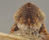 Head on Bonaspeia eriocephalus (Cogan, 1916): Head/Face. (Observation).