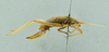 CollectionObject 1531870; 1d0f0300-54ba-421f-a28d-7fb3256723c3: female habitus, lateral view (holotype). (CollectionObject).