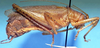 CollectionObject 1499294; 82e623aa-b4f5-4ed4-8826-e7fc5f329470, UMMZNr. 393 (Beier 1962): male (holotype). (CollectionObject).