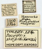 CollectionObject 1577159; cffaabf0-aacf-41b1-b286-714b5cfa4a0c: labels (syntype). (CollectionObject).