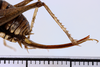 CollectionObject 1505607; b4773f29-a327-4516-94ff-1089d58ff827: female, lateral view (syntype). (CollectionObject).