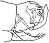 Pygofer, lateral view: !! display not done !! on Amplicephalus (Amplicephalus) osborni (Van Duzee, 1892): genital capsule, laterally. (Observation).