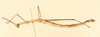 CollectionObject 1518075; 0ec5705c-8899-4c41-b6f9-21ea282263f2, NHMUK015982121: female, lateral view (holotype). (CollectionObject).