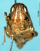 CollectionObject 1581407; 9cb301ac-8322-41c1-ad3c-2c54b4e2e40f: female, frontal view (paratype of Dnopherula plagiata). (CollectionObject).