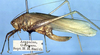 CollectionObject 1517192; 3d7f073b-8ea8-4c38-9ae8-8ea70cfc268d: female, lateral view (holotype). (CollectionObject).