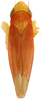 Habitus, dorsal view: !! display not done !! on Erasmoneura rubricata (Van Duzee, 1909): Habitus (KSEM collection). (Observation).