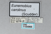 CollectionObject 2869068; 7339a8f4-922b-4205-b355-080d4fb4176a, CNCI 1154965: Eunemobius carolinus. (CollectionObject).