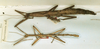 CollectionObject 1559224; fe9b294d-a2a6-47cd-960f-96c74d6b0e40: copyright NHRS, Stockholm. male and female, lateral view (syntypes). (CollectionObject).;CollectionObject 1559225; 4b56d18b-b741-4bf9-912f-67b0480b8542: copyright NHRS, Stockholm. male and female, lateral view (syntypes). (CollectionObject).