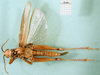 CollectionObject 1501230; 7dbc67e1-283c-4b7c-9693-daded2e462cc: male, ventral view (holotype). (CollectionObject).