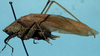 CollectionObject 1533188; 2016e06d-d264-4cbe-af7c-62aa522e09d8: male, lateral view (holotype). (CollectionObject).