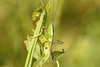 FieldOccurrence 3696; 8521efdf-dbe2-4f69-a0ce-9eac01e55f2e; Klingenbächle, 2024/07/13: female nymph. (FieldOccurrence).