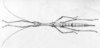 Neopromachus Giglio-Tos, 1912: from original publication. Neopromachus wallacei female sketch by Westwood. (Otu).