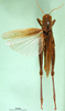 CollectionObject 1501567; 330f1780-bf31-4cfb-ad24-61625eb1dc8e: male, dorsal view (syntype of Acridoderes validiceps). (CollectionObject).