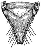 Subgenital plate: !! display not done !! on Flexamia reflexa (Osborn & Ball, 1897): genital capsule, ventrally. (Observation).